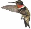 Hummer
